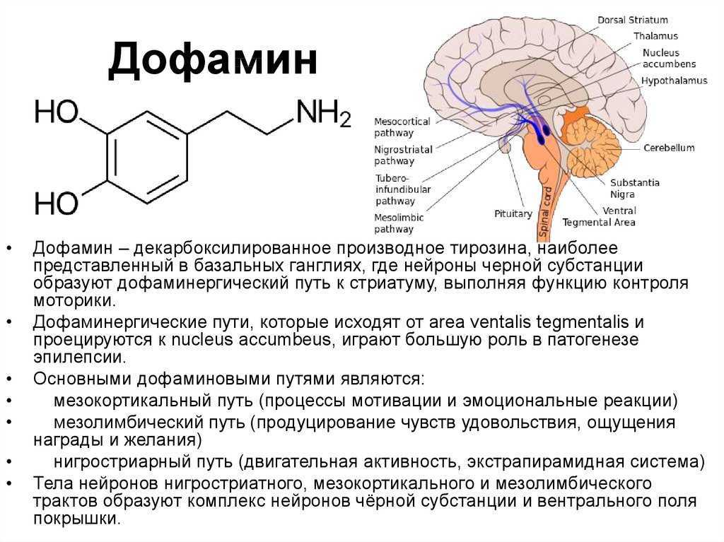 Дофаминовая теория: о чем свидетельствует эта гипотеза, какую роль играет дофамин и к чему приводит самостимуляция его уровня, как это связано с шизофренией