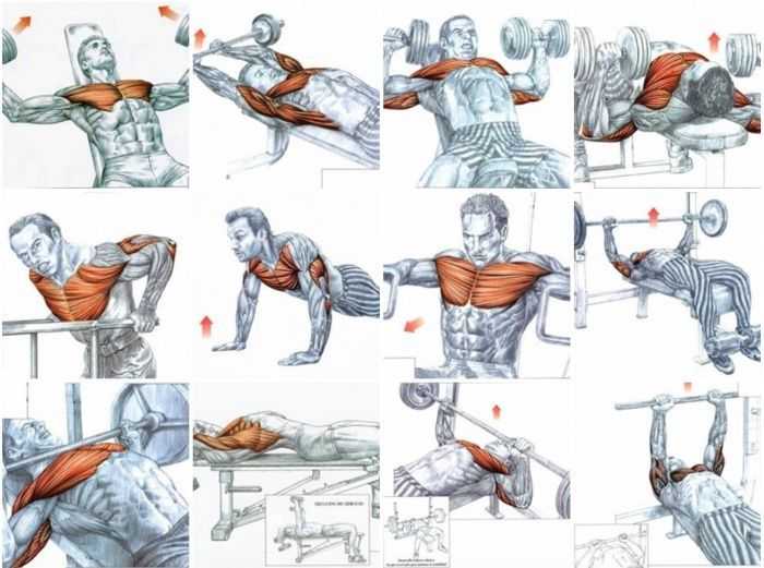 Как накачать грудные мышцы гантелями: упражнения и советы :: syl.ru