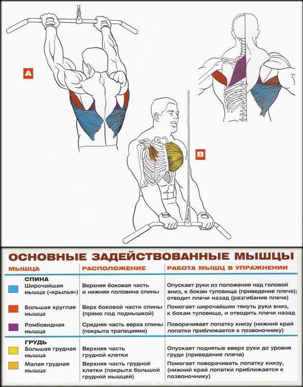 Комплекс упражнений для укрепления мышц спины и позвоночника на турнике