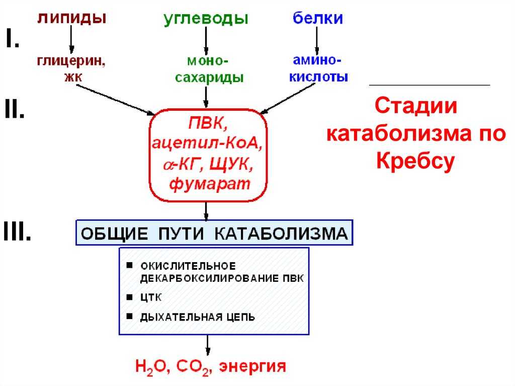 Анаболизм и катаболизм - энергетический обмен и взаимосвязь процессов в организме