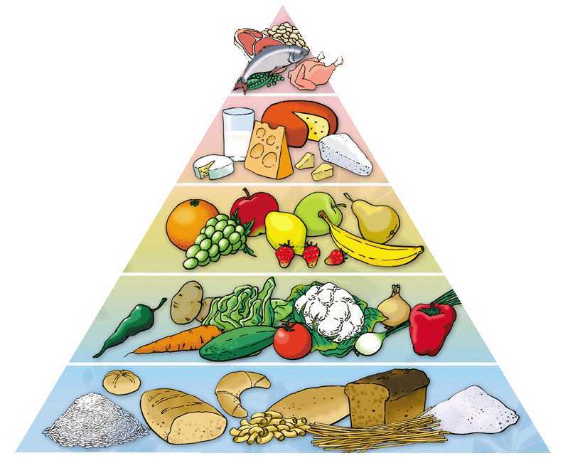 Пирамида питания: руководство к применению