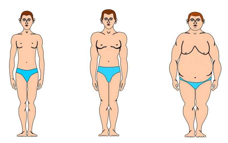 📌 эктоморф, мезоморф или эндоморф — как определить свой тип телосложения?