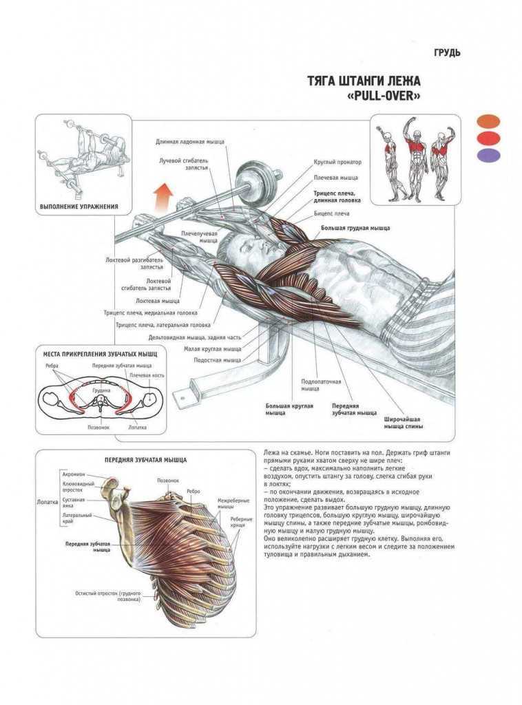Упражнения со штангой на грудные мышцы: особенности и программы тренировок