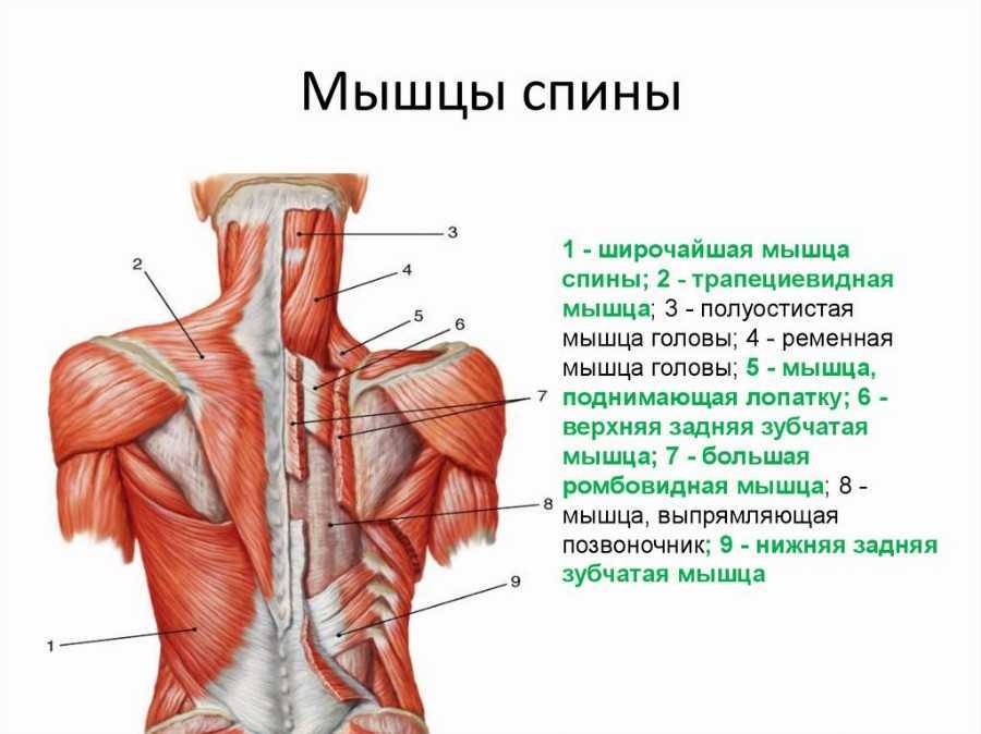 Упражнения на трапециевидную мышцу