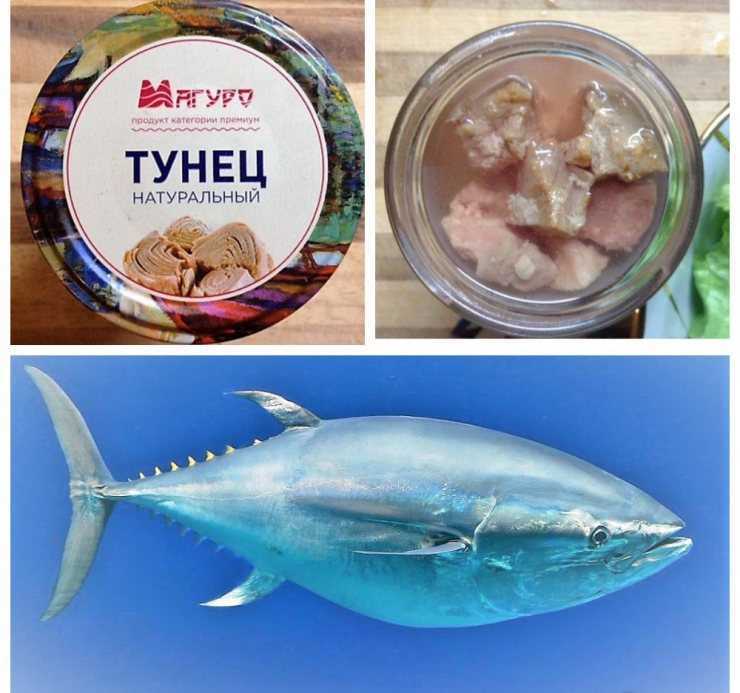 Тунец: полезные и опасные свойства рыбы | food and health