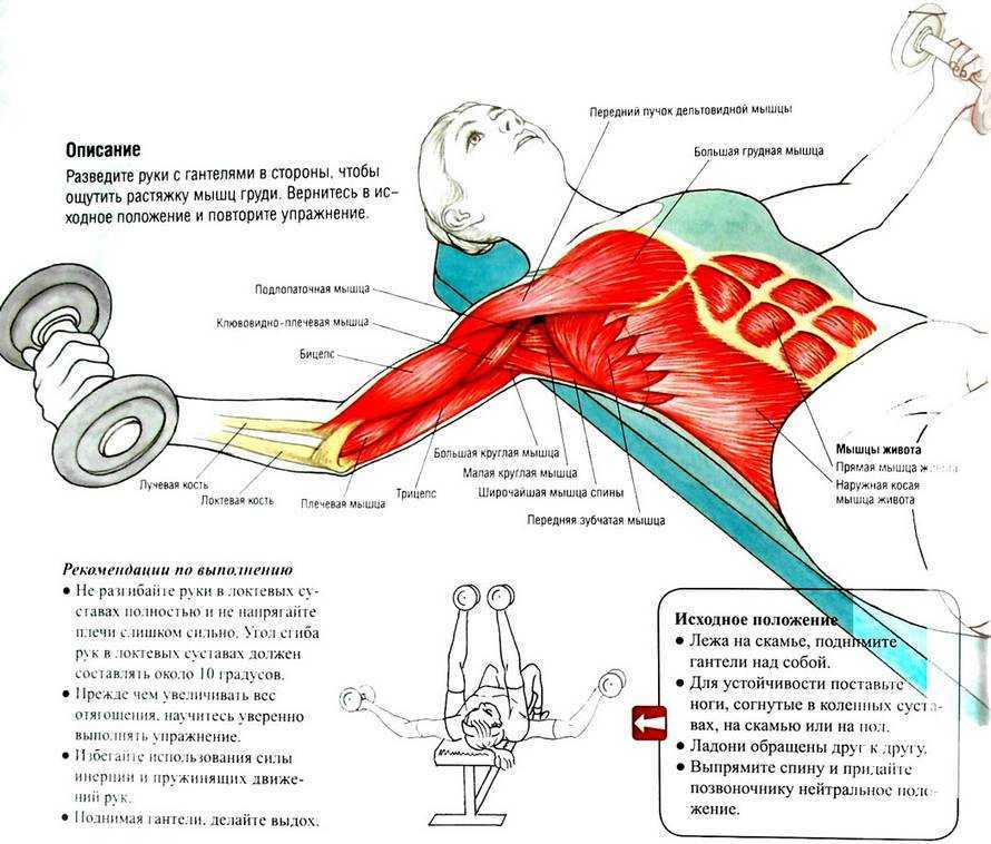 Как накачать грудные мышцы гантелями?