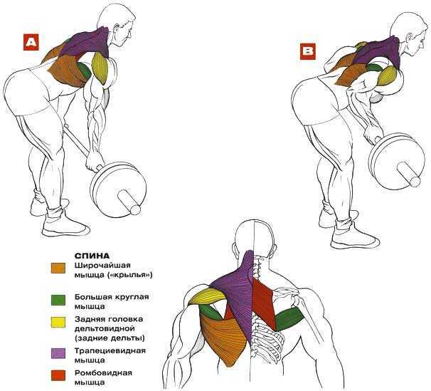 Прокачка спины: как накачать мышцы спины в домашних условиях и тренажерном зале. как прокачать спину мужчине