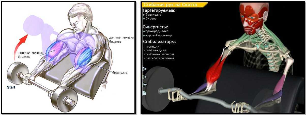 Сгибания Зоттмана – это упражнение с гантелями, включающее в работу бицепс, брахиалис и предплечья Развивает толщину мышц, увеличивает силу рук и хвата