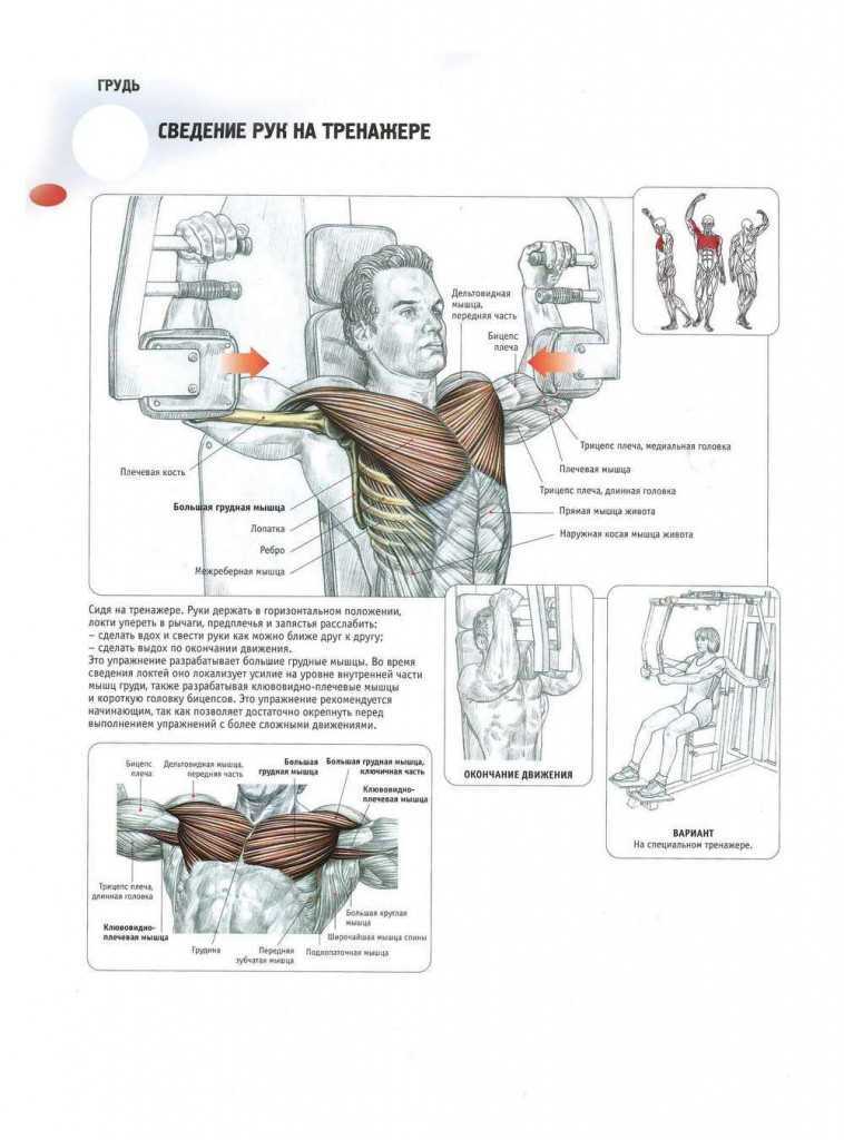 Упражнения на грудные мышцы: обзор эффективных тренировок на все части мышц груди