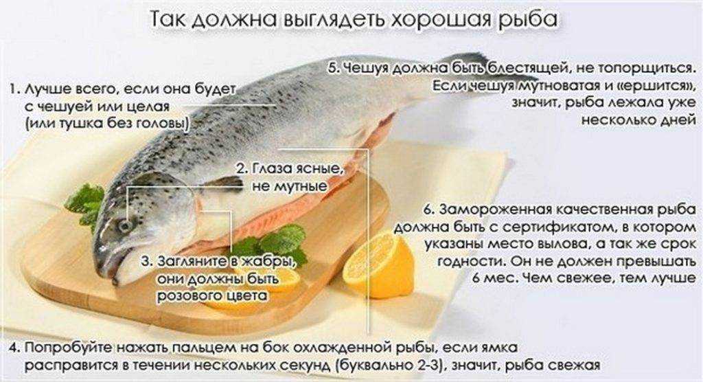 Рыба сельдь — польза и вред для организма человека
