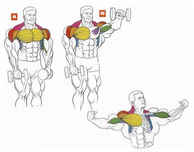 Вы хотите, чтобы ваши плечи рельефно выглядели и хорошо работали Эта потрясающая тренировка с использованием гантелей сформирует вашу мускулатуру и будет поддерживать целостность суставов