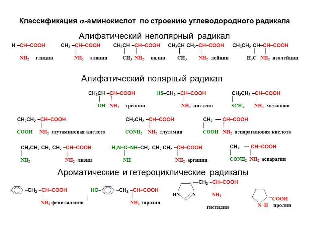 Главные аминокислоты. Аминокислоты строение и классификация. Классификация аминокислот алифатические ароматические. Классификация 20 аминокислот биохимия. Структурная классификация аминокислот.