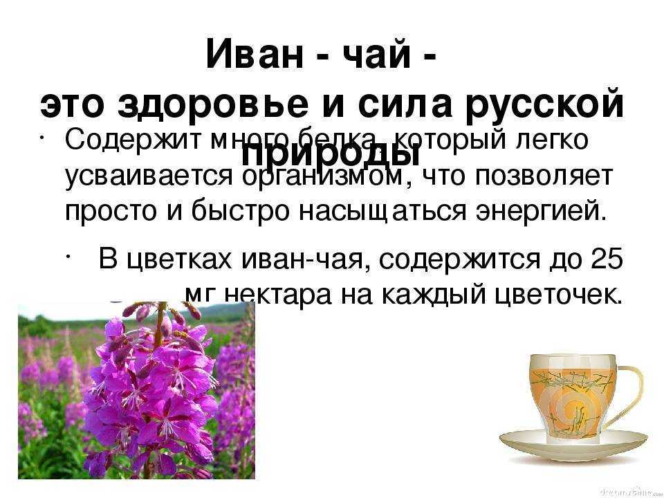 Иван-чай: магические свойства, использование в обрядах