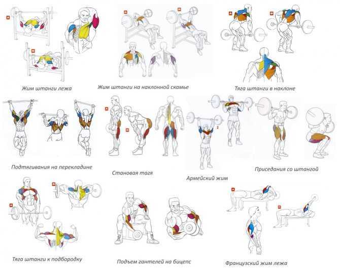 Базовые упражнения для набора мышечной массы, базовые упражнения в бодибилдинге