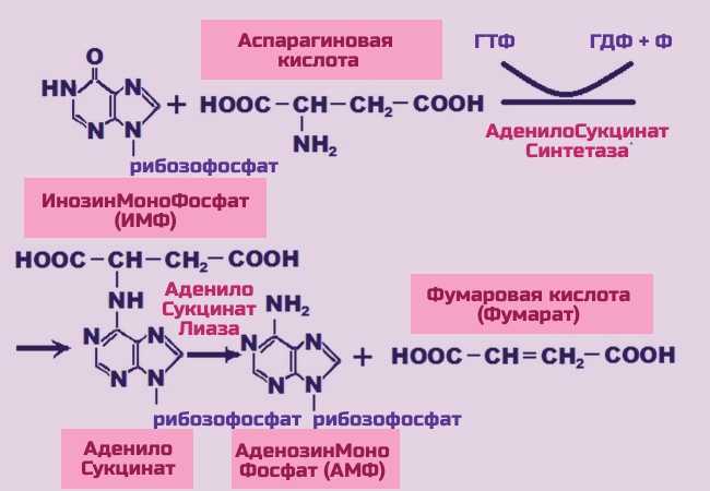 L и D-формы аминокислоты и их значение Применение аспарагиновой кислоты в спортивном питании и спорте Пищевые источники, добавки и их дозировка