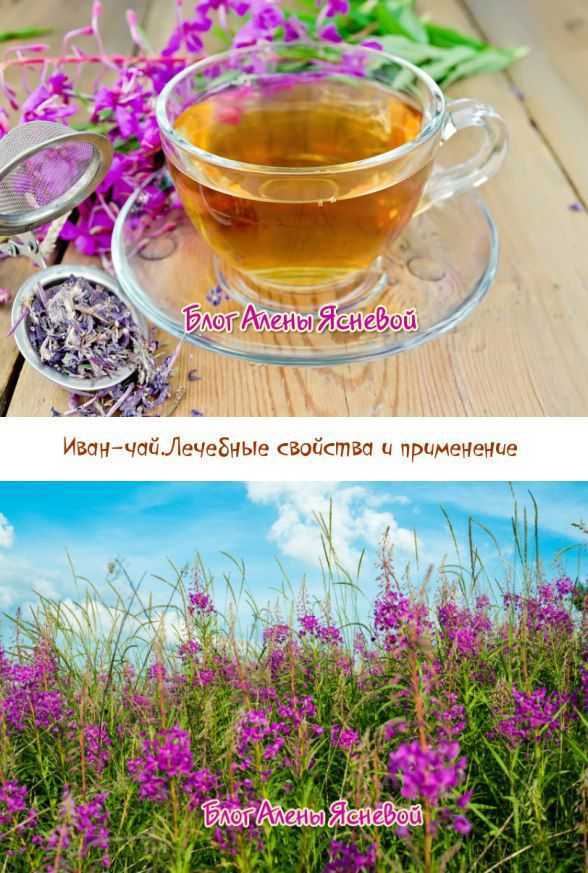 Иван-чай: полезные свойства для мужчин, польза для потенции | playboy