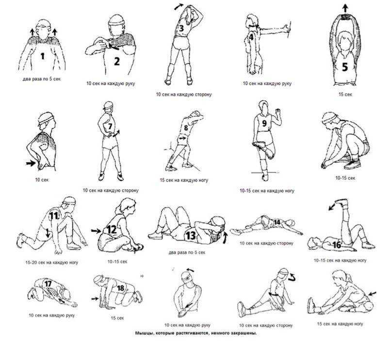 Растяжка мышц после тренировки: упражнения на все группы мышц