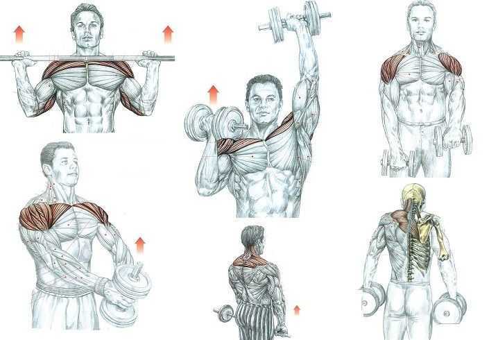 Как накачать верхнюю часть грудных мышц - упражнения с гантелями на верх груди и советы