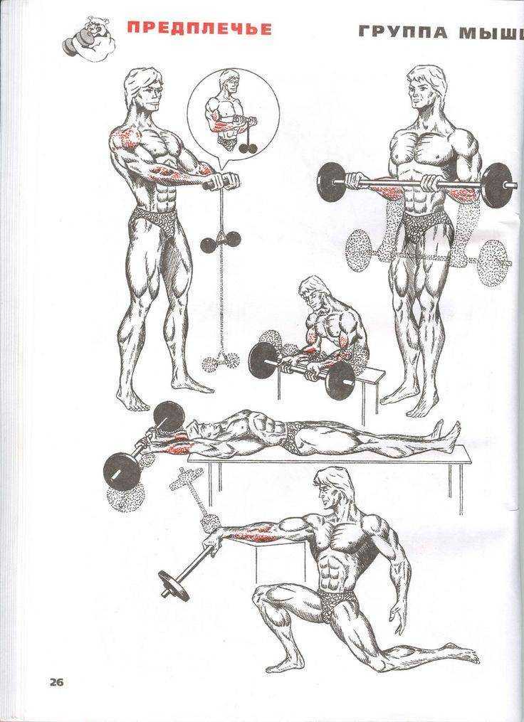 Тренировка трехглавой мышцы в тренажерном зале