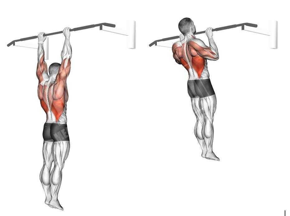 Выполнение подтягиваний на низкой перекладине из виса лежа позволяет развить силу рук и широчайших мышц спины Техника выполнения и особенности упражнения
