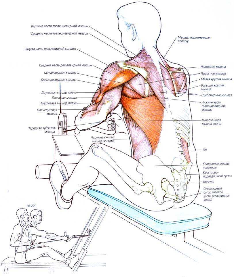 Тяга горизонтального блока или тяга нижнего блока к поясу – это эффективное формирующее упражнение для мышц спины Техника выполнения, хваты, рекомендации