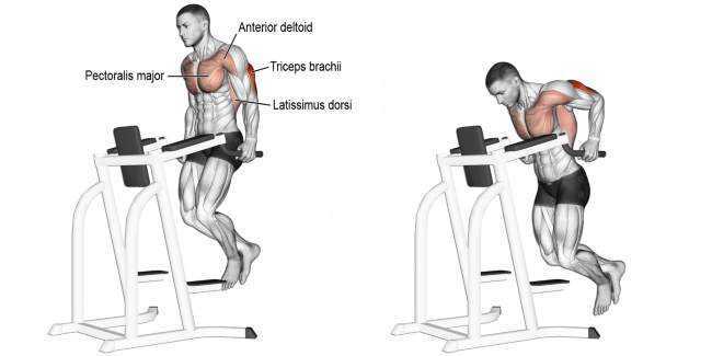 Тренировочные программы для занятий на брусьях. какие мышцы качаются при выполнении упражнений на брусьях | rulebody.ru — правила тела