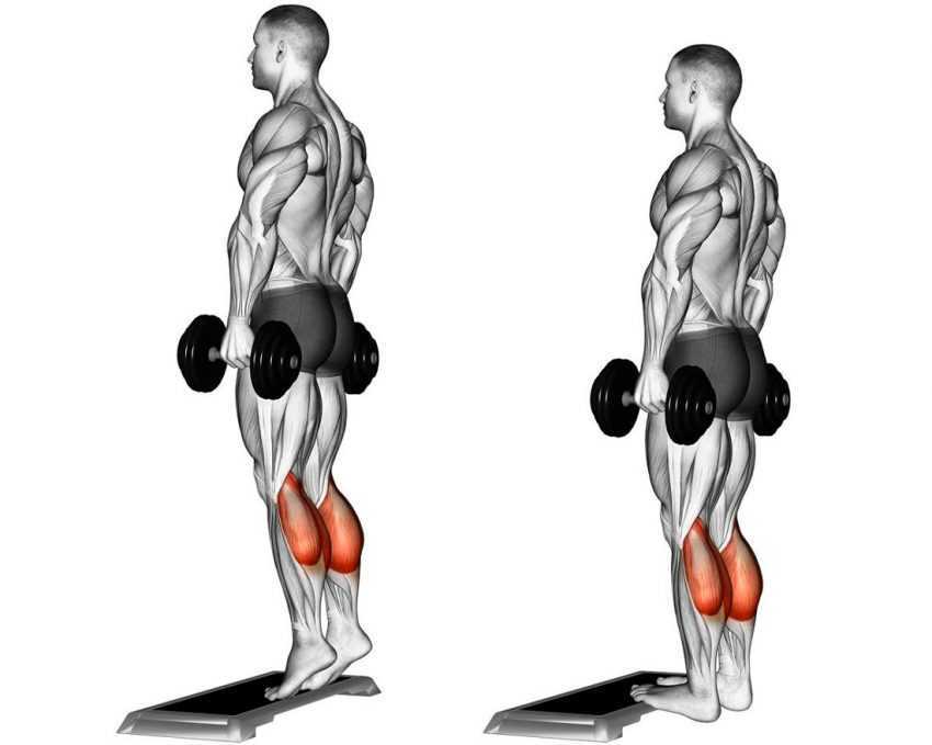 Жим штанги стоя и сидя: польза и вред. уровень нагрузки мышц