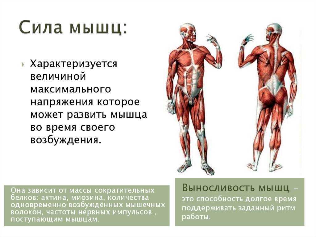 Работа мышцы зависит. Мышцы человека. Мышечная сила. Мышцы человека кратко. Двигательная сила мышцы.