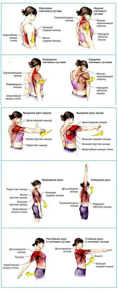 Растяжка плеч и плечевого пояса: комплекс упражнений для начинающих