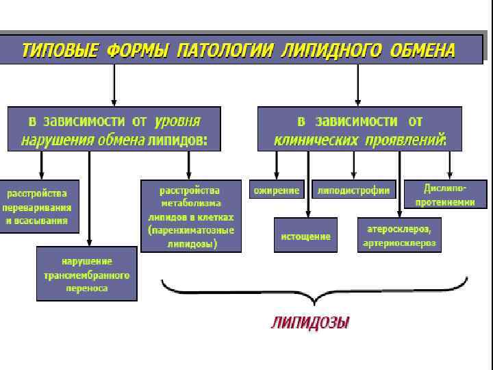 Обмен углеводов: регуляция, этапы и функции обмена | irksportmol.ru