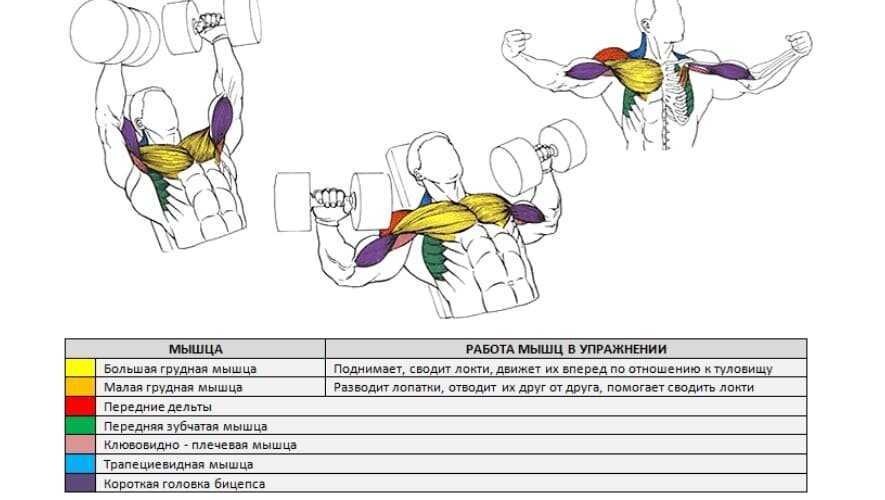 Как накачать низ грудных мышц: упражнения на низ груди в домашних условиях и зале