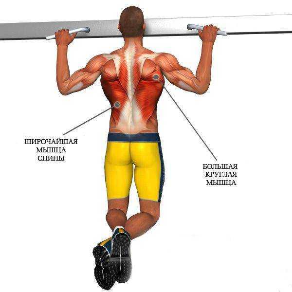 Подтягивания узким хватом: какие мышцы работают в этом упражнении?