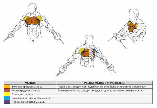 Тренировка груди: 7 способов накачать верх грудных мышц