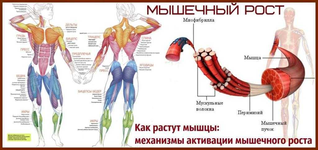 Как растут мышцы: физиология и механизм роста - solo mag