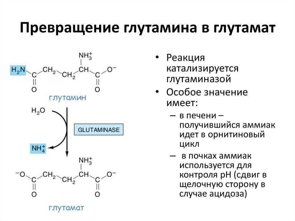 20 основных аминокислот: состав, виды и химические формулы