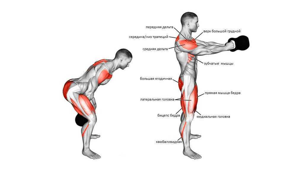 Жим гантелей стоя: правильное выполнение и работающие мышцы