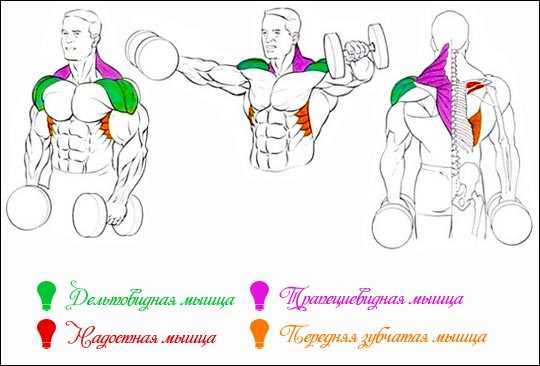Упражнение для развития мышц рук и спины: подъём гантелей через стороны