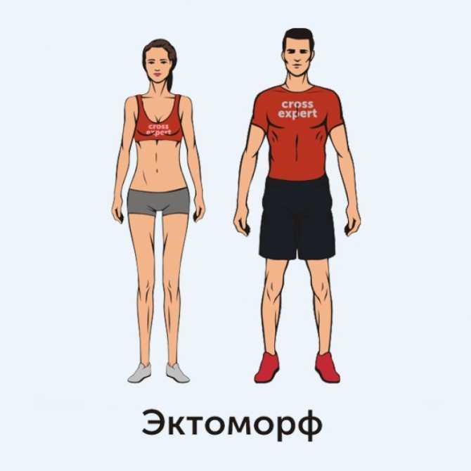 Питание по типам телосложения для мужчин: эктоморф, эндоморф, мезоморф | курсы и тренинги от лары серебрянской