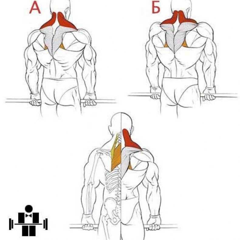 Виды плечей. Шраги группа мышц. Шраги со штангой сзади. Шраги на трапецию. Шраги с гантелями для трапециевидной мышцы.