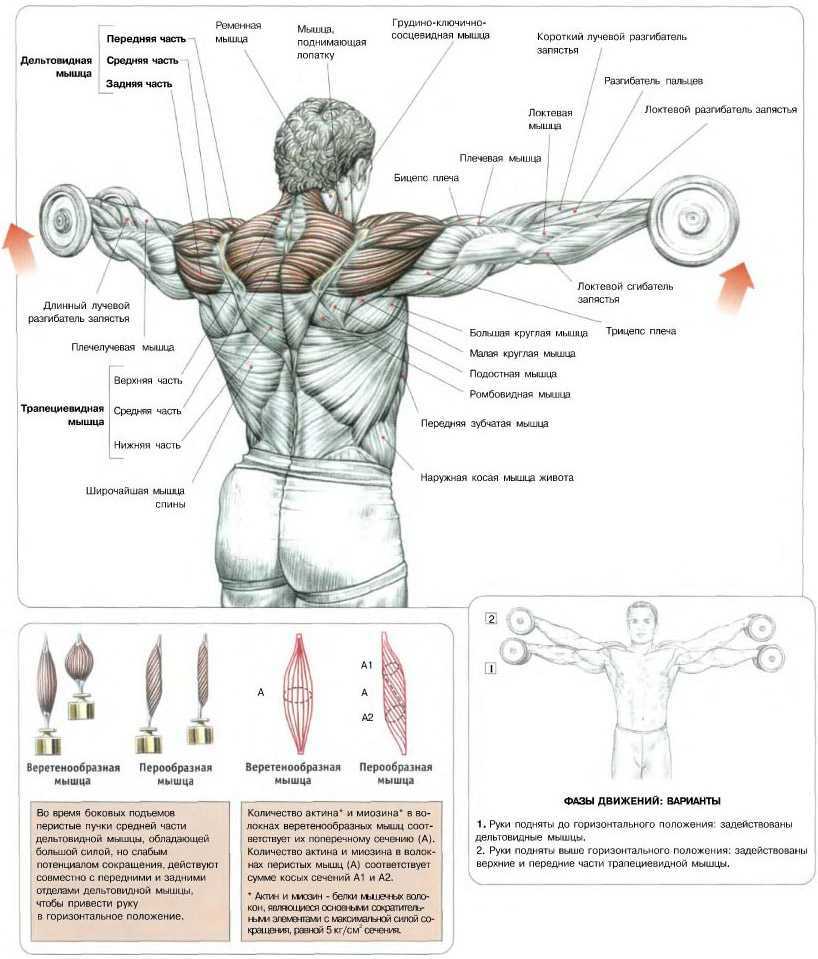 Упражнение жим Арнольда направлено на плечи и предназначено для качественной прорисовки дельтовидных мышц Разбираем работу мышц и технику выполнения сидя