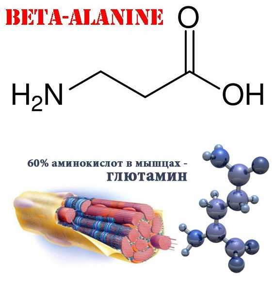 Бета-аланин — аминокислота, которая борется с неприятными проявлениями климакса * клиника диана в санкт-петербурге