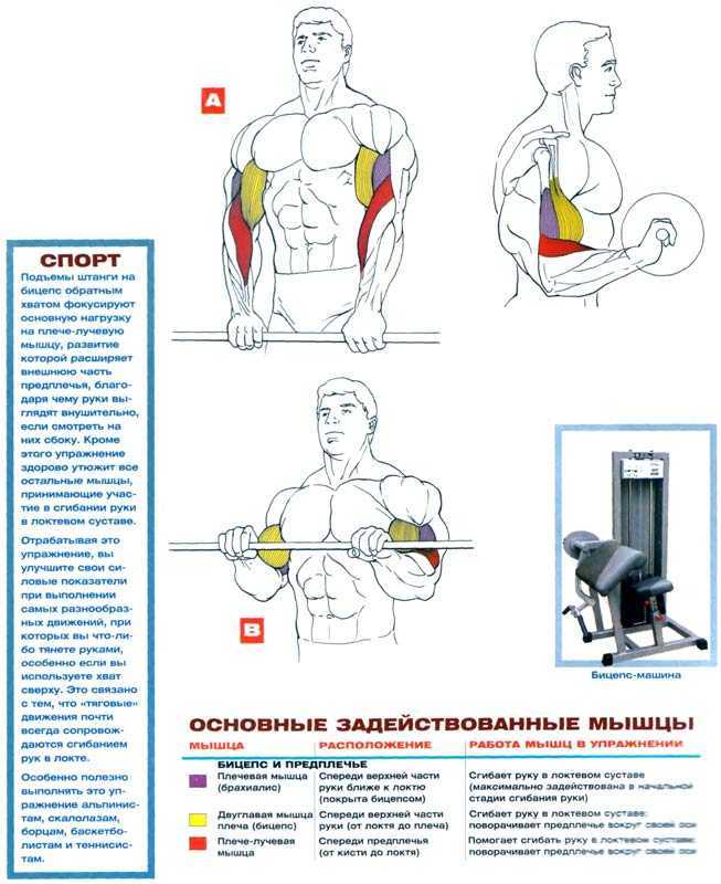 Подъем гантелей на бицепс с вращением кисти наружу позволяет эффективно проработать двуглавую мышцу плеча Достигаем максимального результата в тренировках