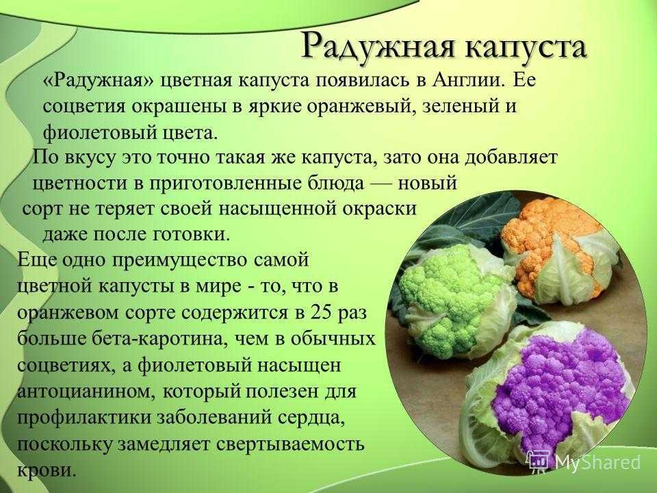 Цветная капуста - полезные и опасные свойства цветной капусты