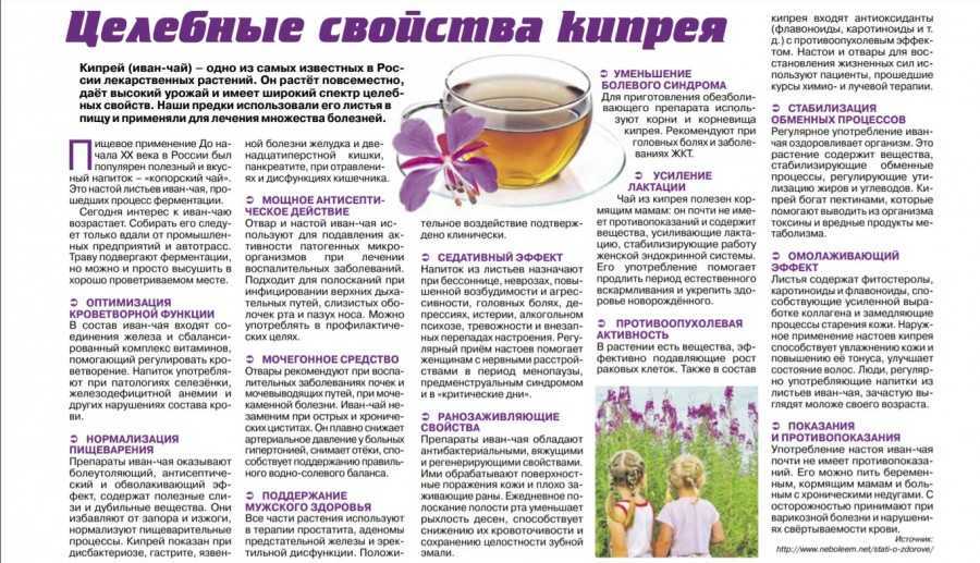 Иван-чай: лечебные свойства и противопоказания для женщин и мужчин