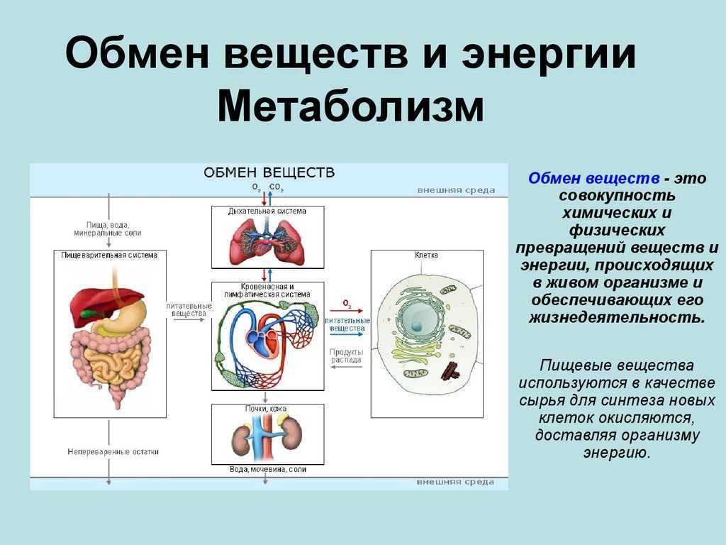 Метаболизм - это процесс обмена веществ в организме человека