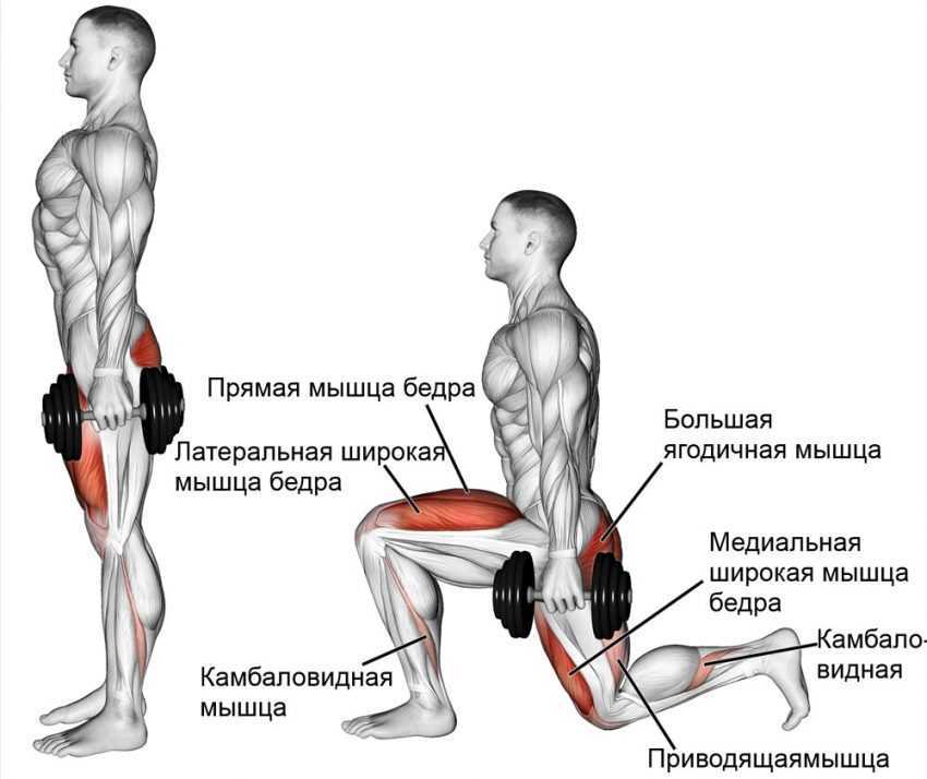 Приседания с гантелями для мужчин и девушек: виды и техника выполнения упражнения Какие мышцы работают Кроссфит комплексы