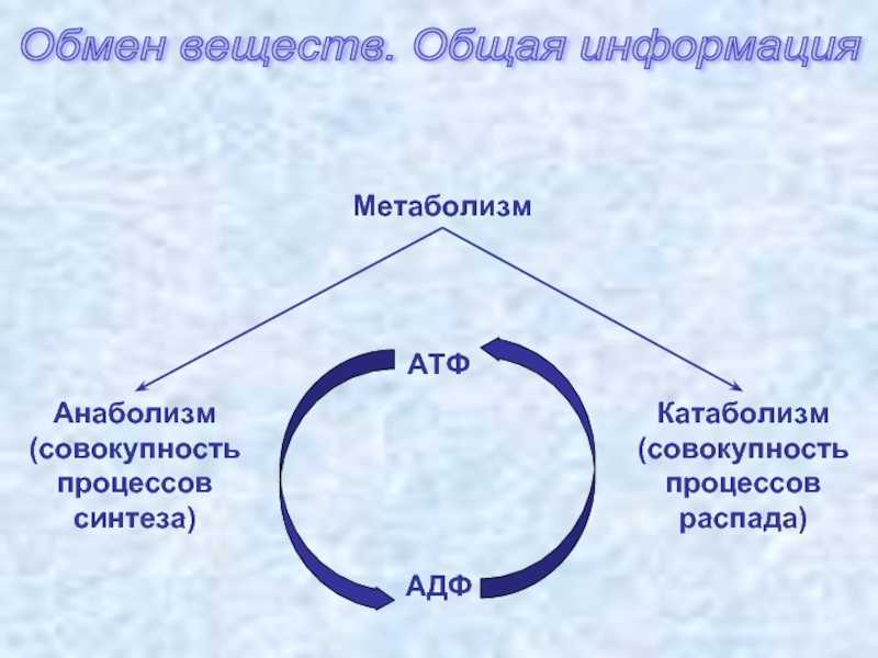 Анаболизм и катаболизм — энергетический обмен и взаимосвязь процессов в организме