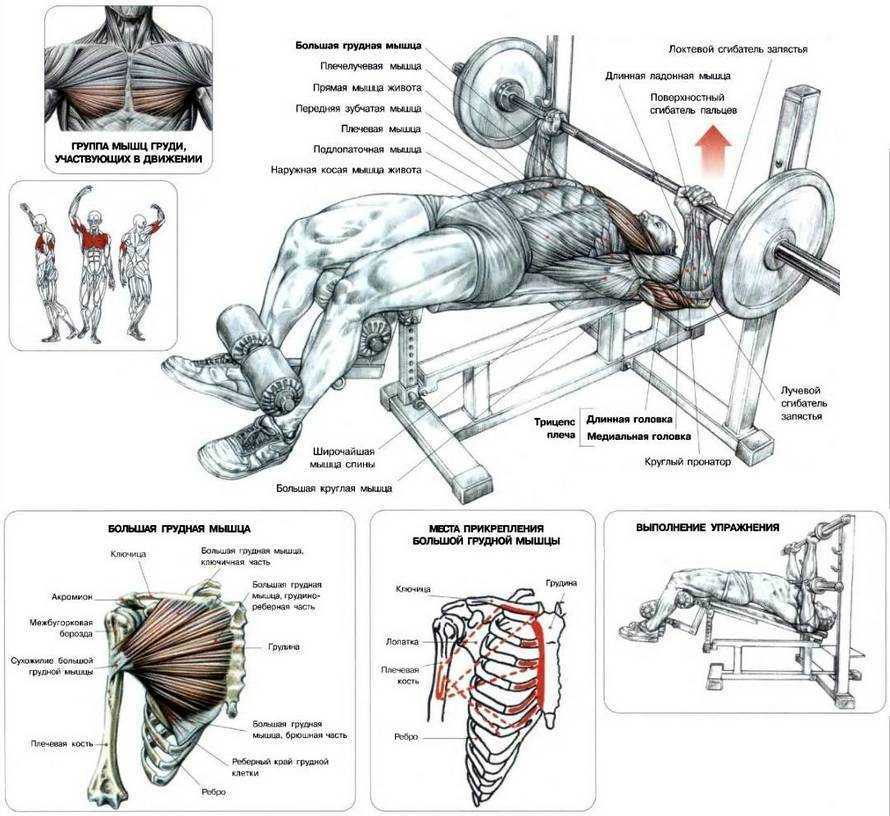 Рассмотрим, как накачать внутреннюю часть грудных мышц или среднюю Разбираемся в анатомии и подбираем подходящие упражнения и их правильные сочетания