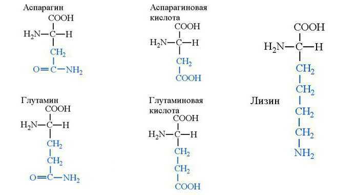 Аспарагиновая кислота - aspartic acid - abcdef.wiki