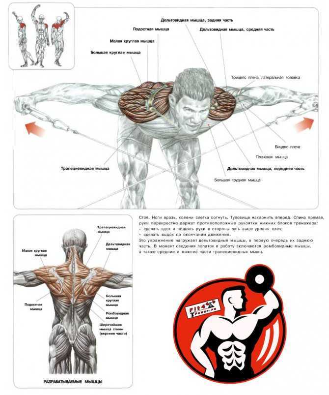 Как накачать широчайшие мышцы спины: упражнения и тренировки на ширину и большой размер